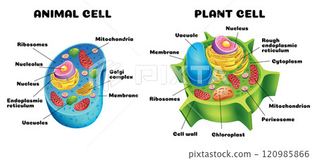 A detailed comparison of diagrams illustrating the differences between animal and plant cells 120985866