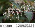 Japanese knotweed in Chubu Sangaku National Park, a natural park located in Tsugaike Highlands, Chikuni, Otari Village, Kitaazumi District, Nagano Prefecture 120985884
