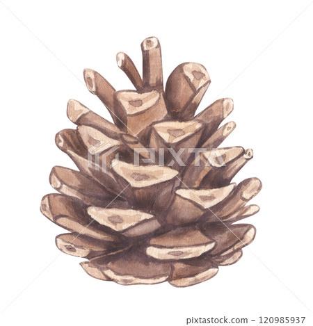 Pine spruce fir cone, seeds evergreen coniferous tree. Botanical watercolour illustration. Hand draw clipart isolated background. For Christmas decoration, printing postcard, New Year holiday 120985937