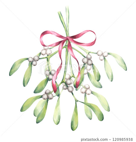 Mistletoe branch tied with red ribbon bow, white berries green leaves. Kissing place. Traditional plant for Christmas decoration. Happy New Year! Hand drawn watercolor illustration isolated background 120985938
