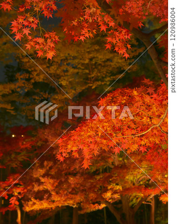 Beautiful illuminated autumn leaves Natural scenery (December 2024) Beautiful illuminated autumn leaves Natural scenery (December 2024) 120986004