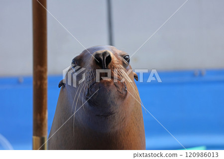 Sea lion show 120986013