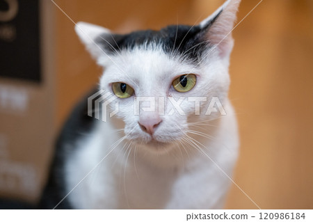 Thai black and white cat. It is a domestic shorthair cat with a tuxedo pattern with white fur and black markings on the head Thai black and white cat. It is a domestic shorthair cat with a tuxedo pattern with white fur and black markings on the head 120986184