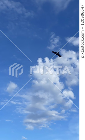 藍天飛翔的鳥兒，鷹，風箏 120986647