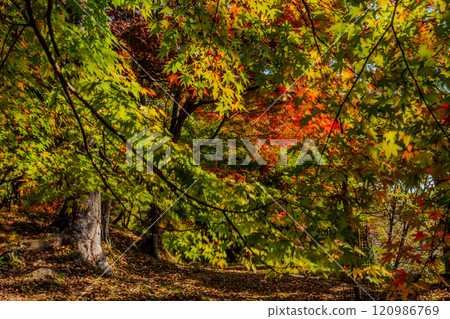 Autumn leaves trees Autumn leaves trees 120986769