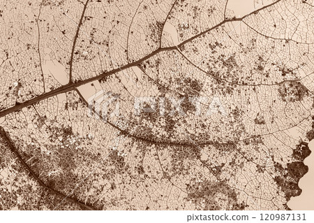 Sepia, brown mocha toned skeleton of leaf, intricate veins and a delicate natural structure 120987131