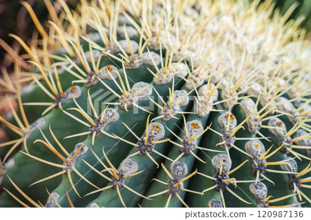 Close-up view of cactus with sharp yellow spines, natural background 120987136