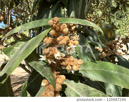 Flowering of the evergreen loquat tree (lat.- Rhaphiolepis bibas) Flowering of the evergreen loquat tree (lat.- Rhaphiolepis bibas) 120987290