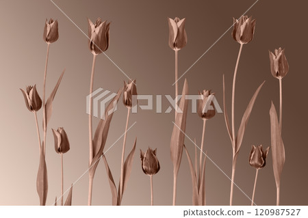 Spring flower tulips. Demonstrating the colors of 2025 - Mocha Mousse. 120987527