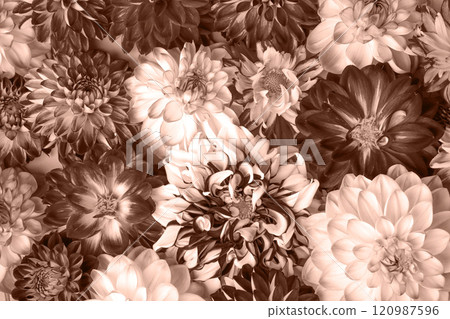 Abstract background of flowers dahlias. Trendy color palette sample. Demonstrating the colors of 2025 - Mocha Mousse. 120987596