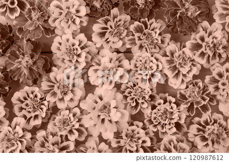 Abstract background of flowers marigolds. Trendy color palette sample. Demonstrating the colors of 2025 - Mocha Mousse. 120987612