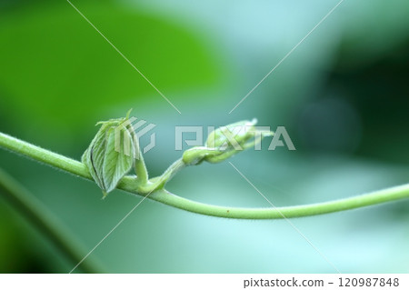 Close-up of Mucuna pruriens 120987848