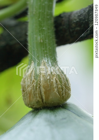 Close-up of a pumpkin stem 120987849