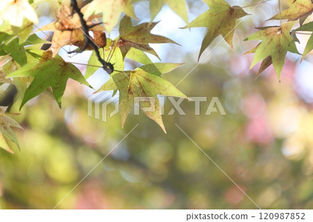 Trees with colorful autumn leaves (American sweetgum, sweetgum) Trees with colorful autumn leaves (American sweetgum, sweetgum) 120987852