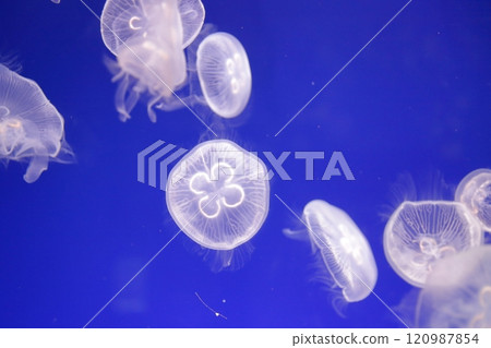 Jellyfish Aquarium 120987854