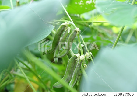 Mucuna pruriens 120987860