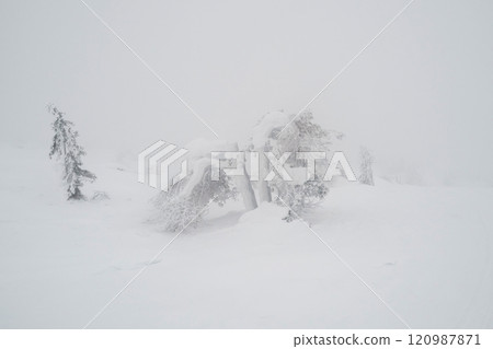 Foggy forest in winter, minimalistic view. 120987871