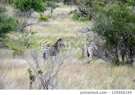 Two african zebras walks among green trees and bushes in savannah. Safari 120988184