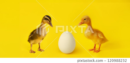 banner one egg and two small different ducklings on yellow background, concept, minimalism banner one egg and two small different ducklings on yellow background, concept, minimalism 120988232