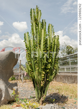 Stunning of African milk tree or Euphorbia trigona with sky background. Stunning of African milk tree or Euphorbia trigona with sky background. 120988242