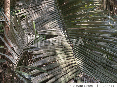 Elegance of The intricate natural light and shadow of a palm leaf inside limestone cave. 120988244