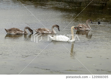White swan in the lake with blue dark background 120988305