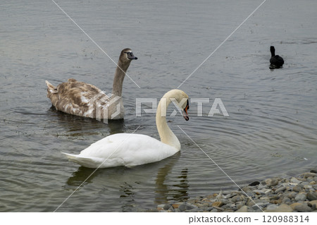 White swan in the lake with blue dark background 120988314