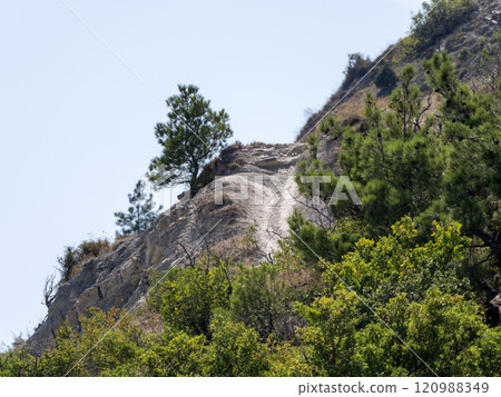 Olive tree branches with sea in the background 120988349