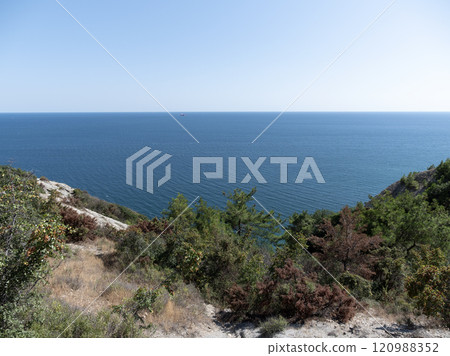 Olive tree branches with sea in the background 120988352