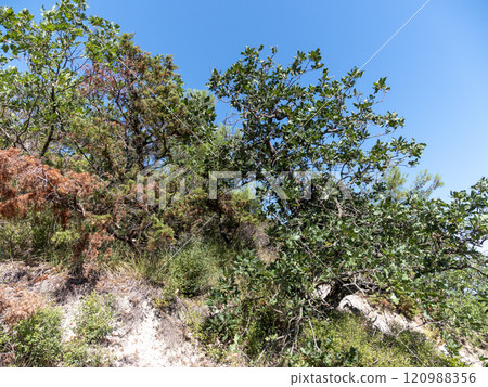 Olive tree branches with sea in the background 120988356