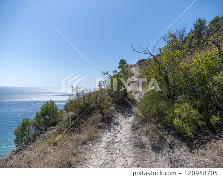 Olive tree branches with sea in the background 120988705