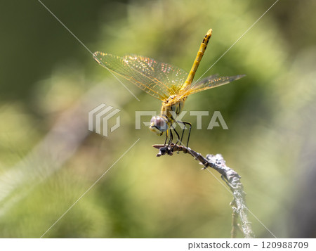 Damselfies, a type of small dragonfly, perch and rest on the grass with a natural bokeh background Damselfies, a type of small dragonfly, perch and rest on the grass with a natural bokeh background 120988709