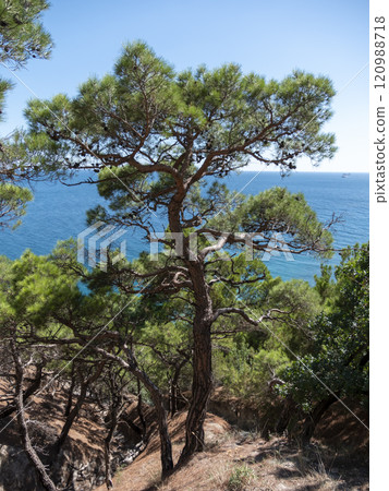 Black Sea coast of a wild beach near the Cape Idokopas, not far from the famous Putin's secret palace, rural area of the municipality resort town of Gelendzhik 120988718