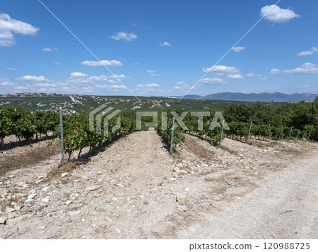 Rows of vineyards in early spring in Kuban Rows of vineyards in early spring in Kuban 120988725