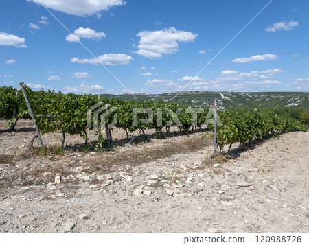 Rows of vineyards in early spring in Kuban 120988726