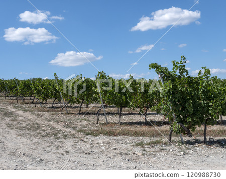 Rows of vineyards in early spring in Kuban 120988730