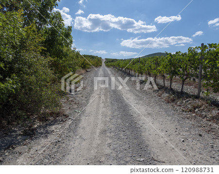 Rows of vineyards in early spring in Kuban 120988731