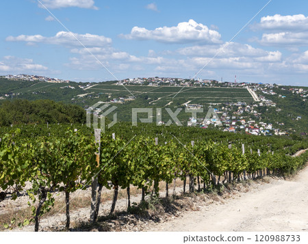 Rows of vineyards in early spring in Kuban Rows of vineyards in early spring in Kuban 120988733