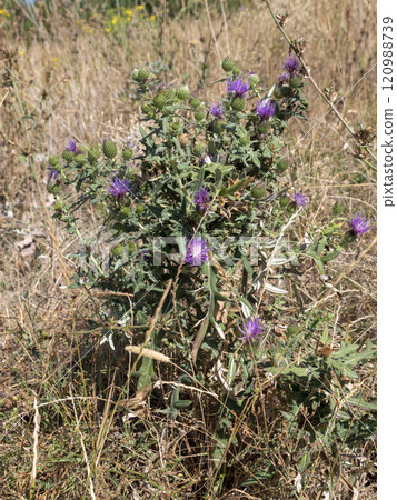 Flower burdock arctium used for the treatment of health Flower burdock arctium used for the treatment of health 120988739