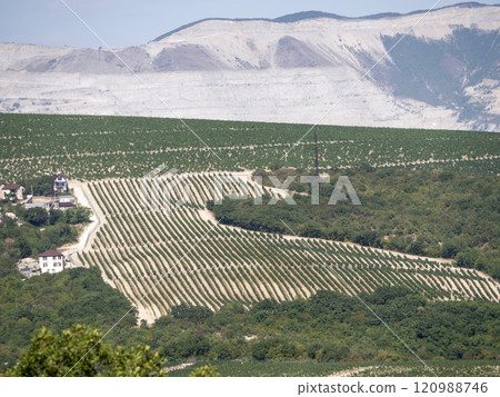 Rows of vineyards in early spring in Kuban Rows of vineyards in early spring in Kuban 120988746