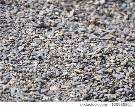 Collection of natural river stones with a rough texture and gray color Collection of natural river stones with a rough texture and gray color 120988892