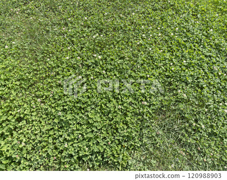 Closeup of a freshly mowed lawn park turf surface Closeup of a freshly mowed lawn park turf surface 120988903