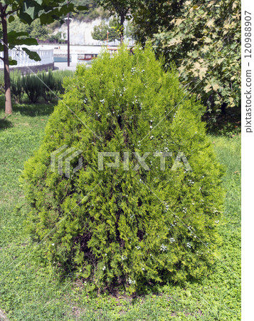 Natural green coniferous Thuja for outdoor planting and the embankment of the city 120988907