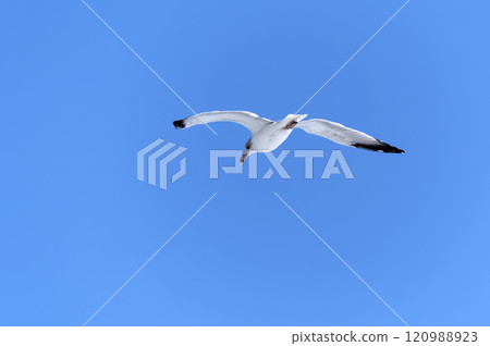 Seagull flying with blue sky background. sky and bird bottom up view landscape Seagull flying with blue sky background. sky and bird bottom up view landscape 120988923
