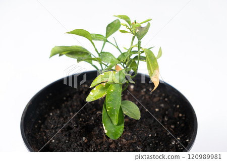 Yellow leaves of a young orange tree. Difficulties in growing an orange tree, gardening. Yellow leaves of a young orange tree. Difficulties in growing an orange tree, gardening. 120989981