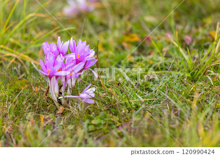 Pink autumn crocus or meadow saffron, apls 120990424