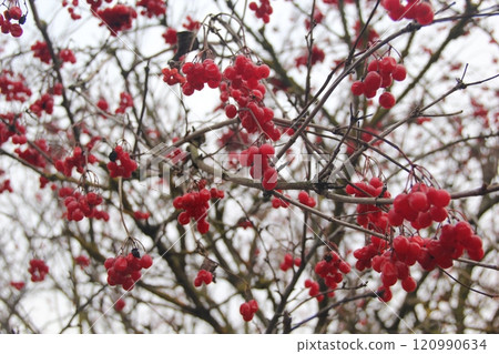 Clusters of bright red viburnum berries hang from bare tree branches against a cloudy winter sky. Medicinal raw materials in folk medicine 120990634