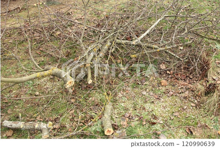 Cut tree branches on the grass with fallen leaves. Tidying up the garden. Cut logs lie on the ground. 120990639