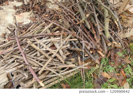 A pile of dry sticks lies on the ground. Fresh green grass and fallen leaves near the branches. Stacked dry brushwood for starting a fire. Background of rough wood texture. 120990642