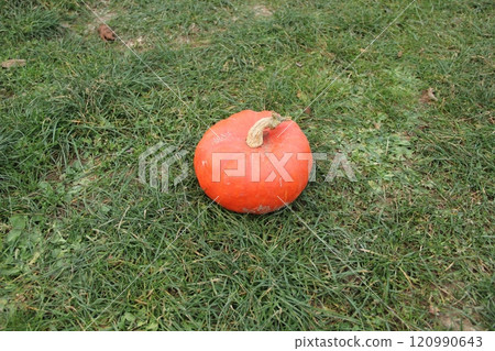 Orange pumpkin on green grass. Autumn harvest. Halloween attribute. Healthy vegetable. 120990643